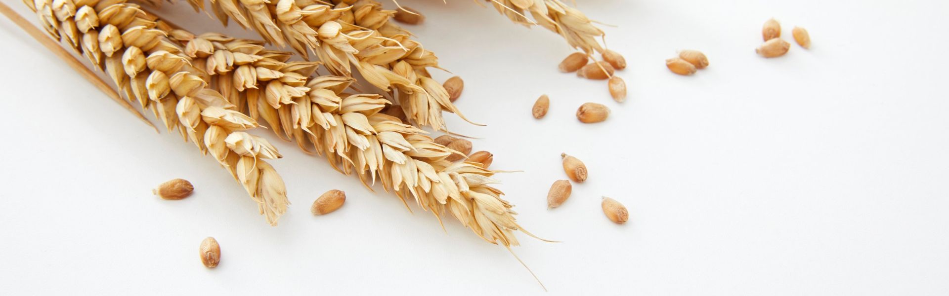 Wheat Allergies Treatment in Homeopathy